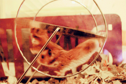 hampster.gif