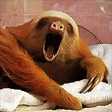 Feeling like a sloth because you're tired of making decisions? Feeling like a sloth because you're tired of making decisions?