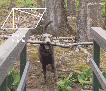枝をくわえた犬 gif