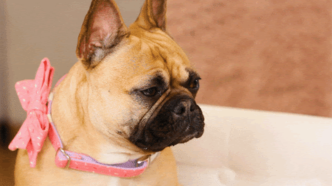 マイクを向けられた犬 gif