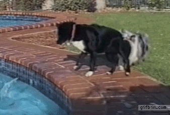 しっぽをくわえた犬 gif